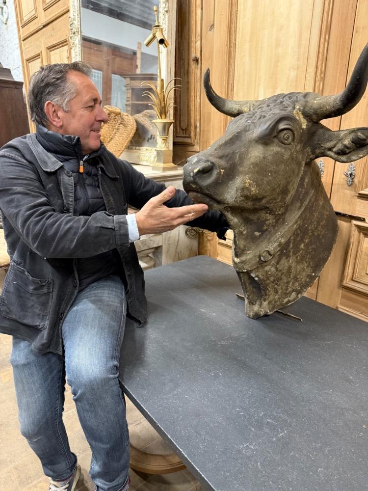 LARGE BULL'S HEAD, 19TH CENTURY