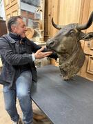 LARGE BULL'S HEAD, 19TH CENTURY