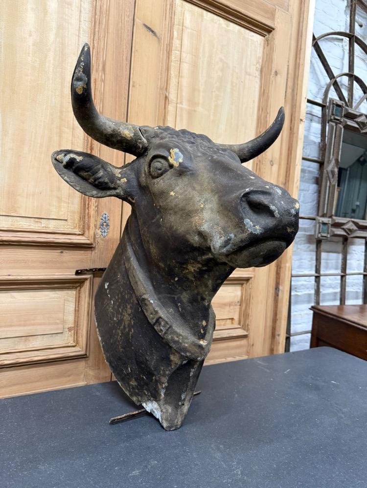 LARGE BULL'S HEAD, 19TH CENTURY