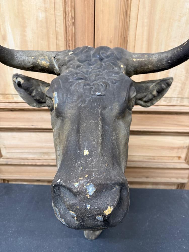 LARGE BULL'S HEAD, 19TH CENTURY